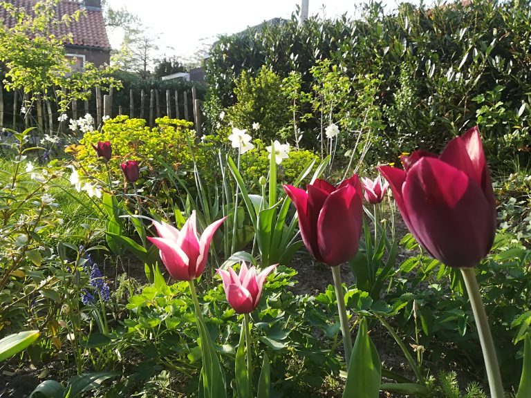 Lees meer over het artikel Voorjaarskriebels plant je in de herfst