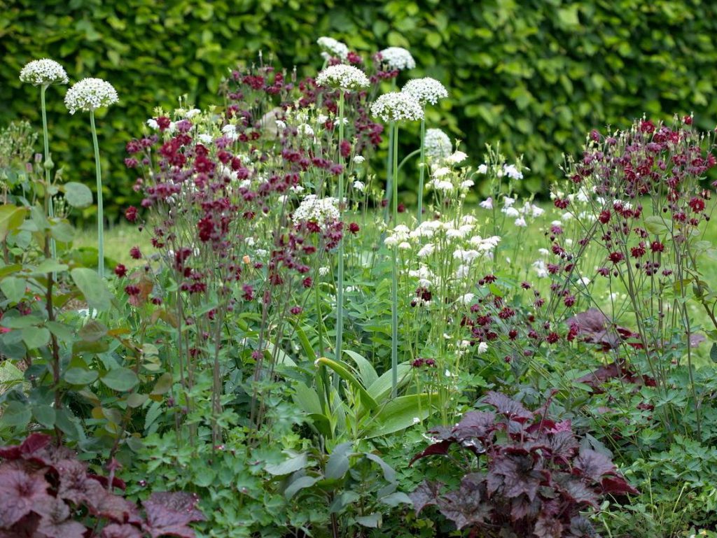 Schilderen met planten appeltern